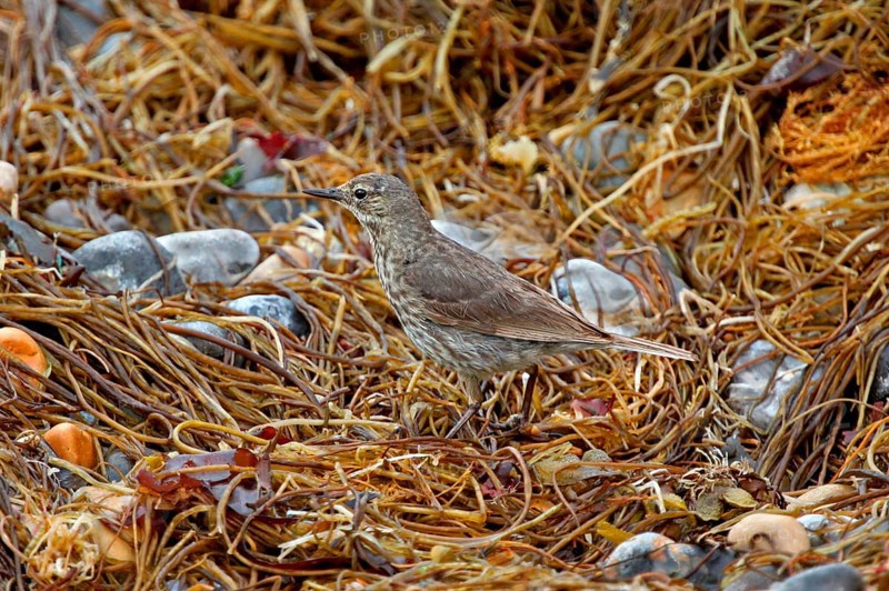 Eurasian rock pipit
