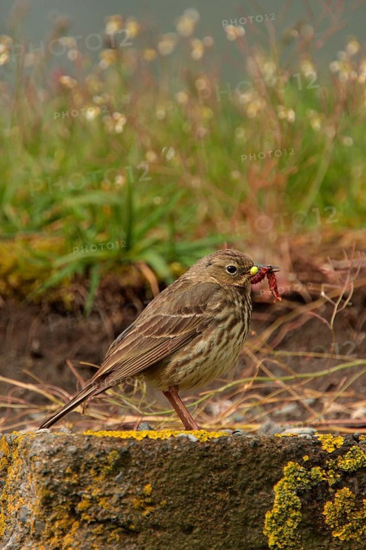 Rock pipit