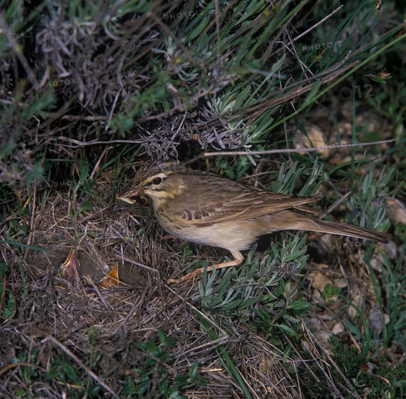 Tawny pipit