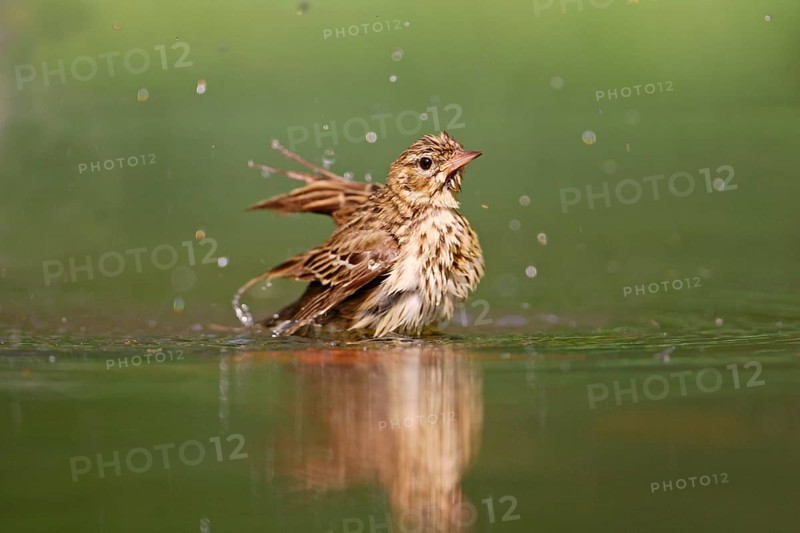 Tree pipit