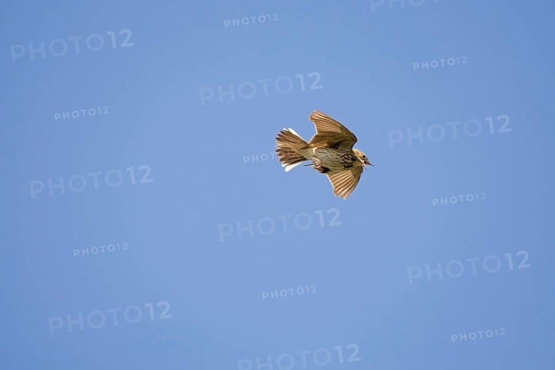 Tree Pipit