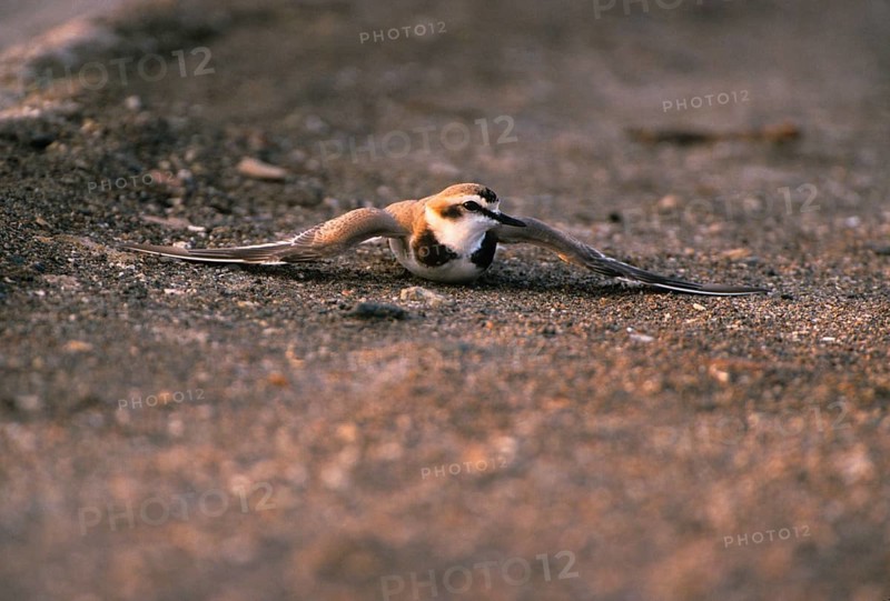 Kentish plover