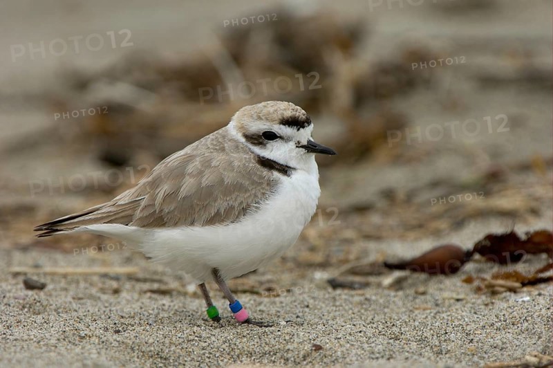 Kentish Plover