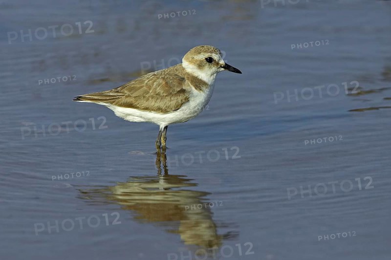 Kentish plover