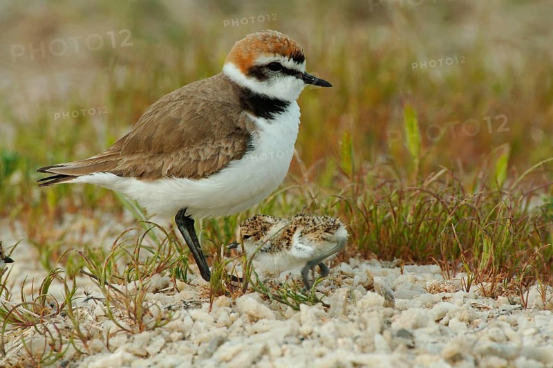 Kentish Plover