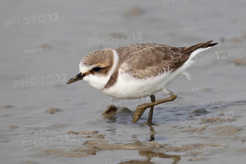 Kentish Plover