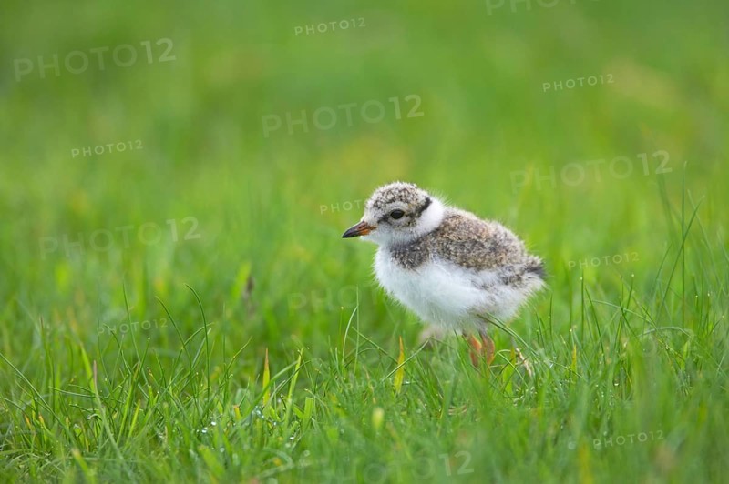 Ringed Plover