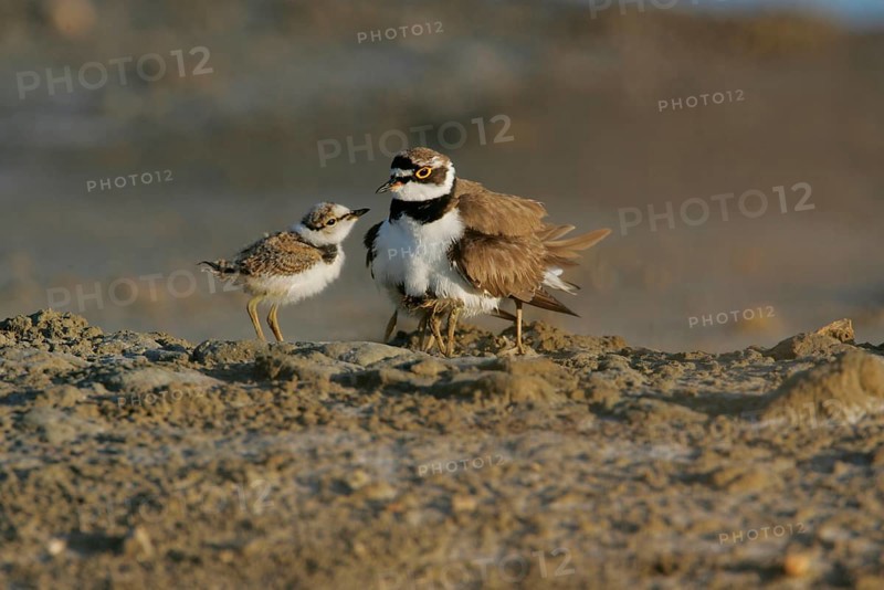 Little Ringed Plover