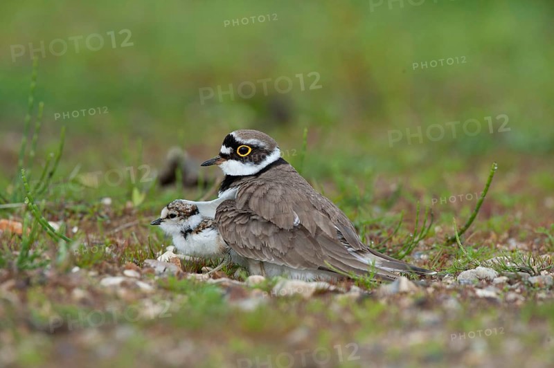 Little ringed plover