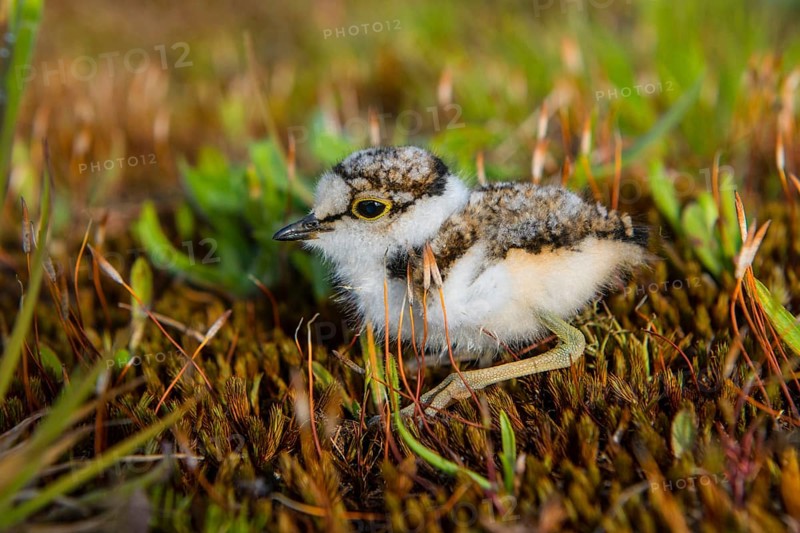 Little ringed plover