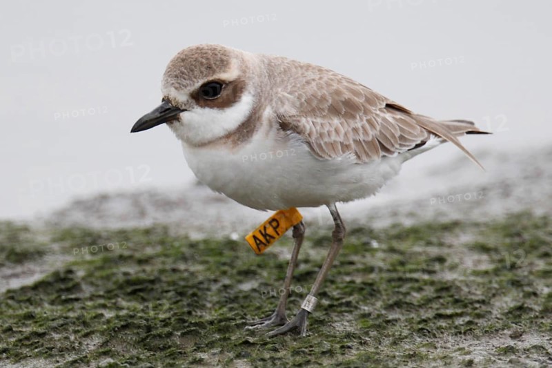 Greater Sand Plover