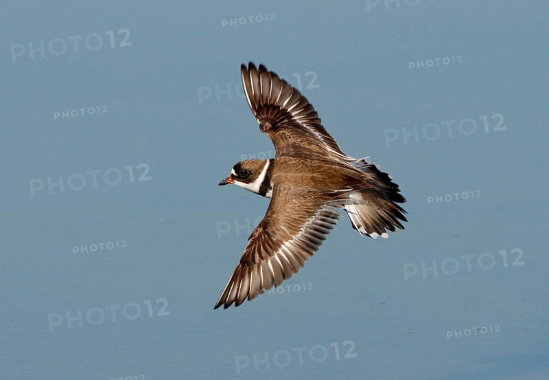 American Sand Plover