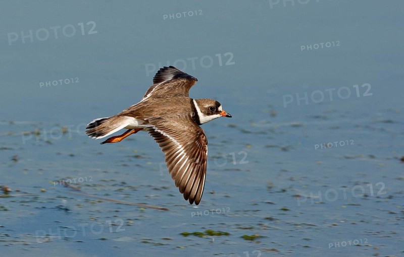 American Sand Plover