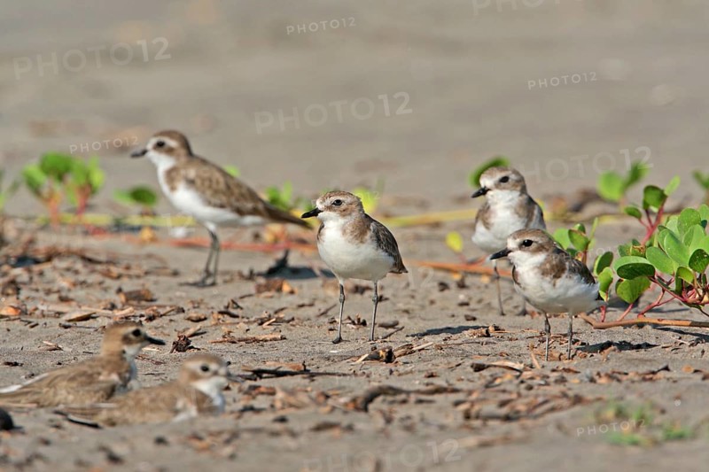 Lesser Sand Plover