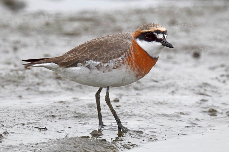 Lesser Sand Plover