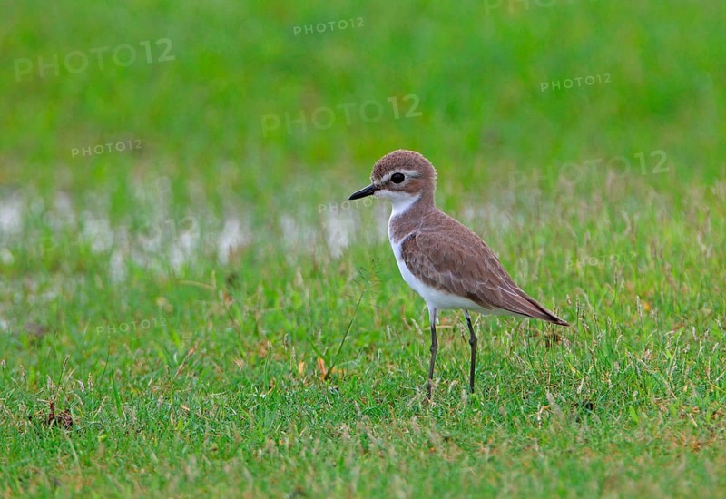 Lesser Sand Plover