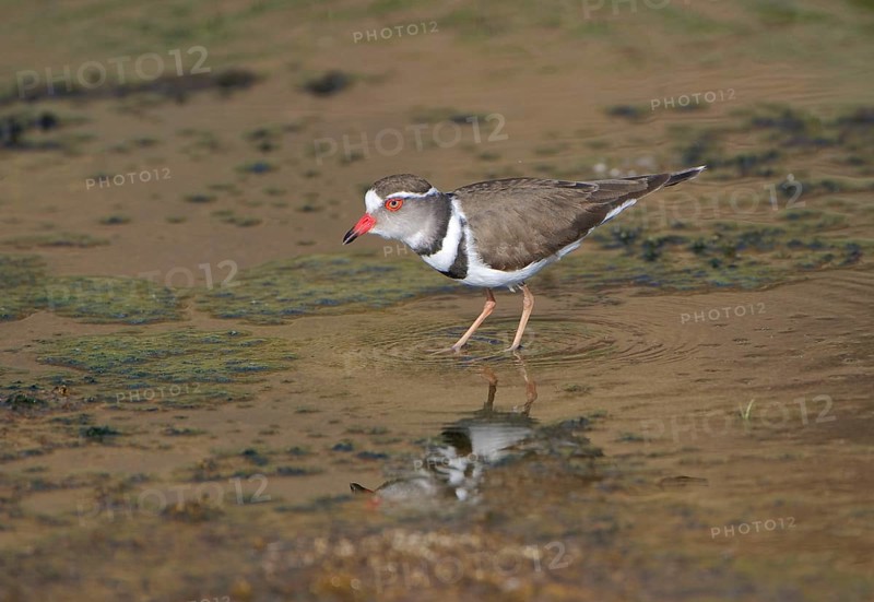 Three-banded plover
