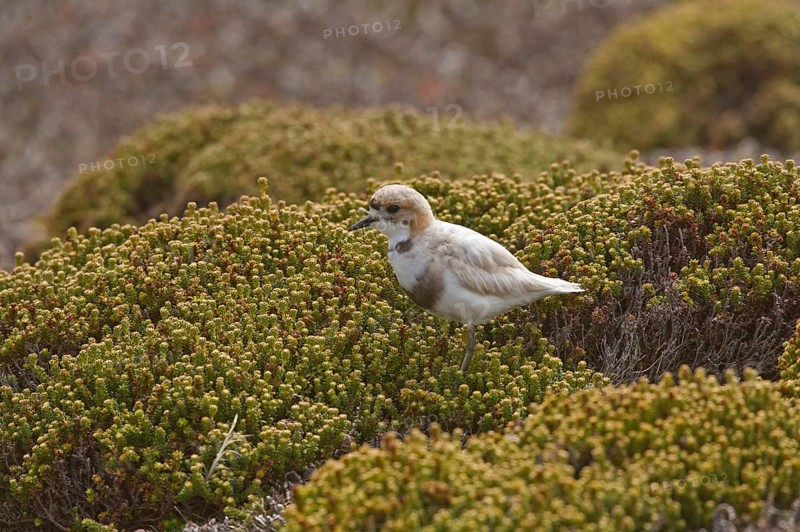 Two-banded plover