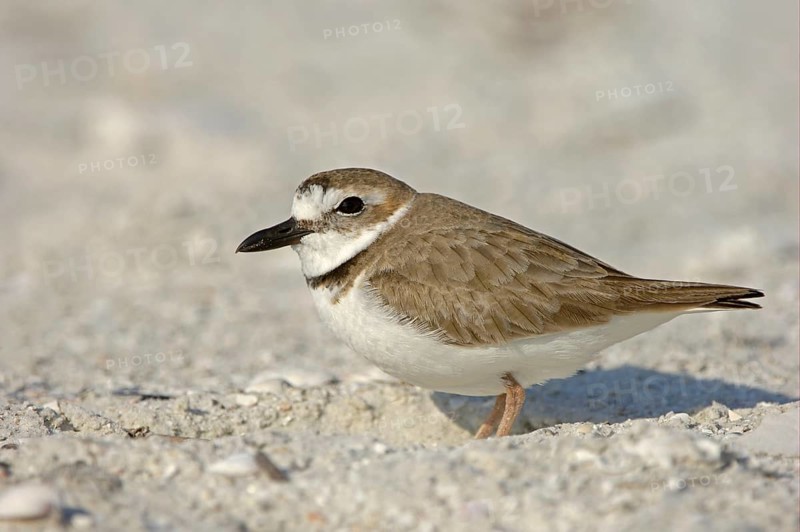 Wilson's Plover