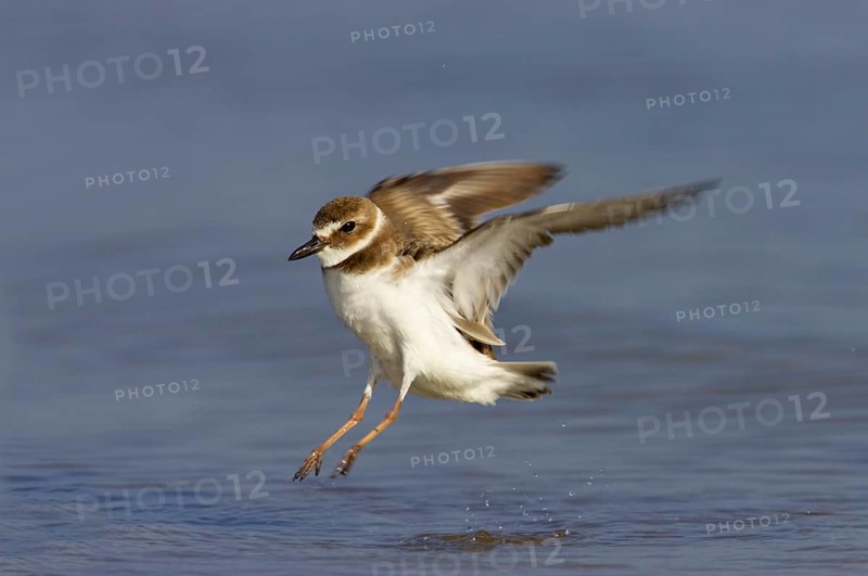 Wilson's Plover