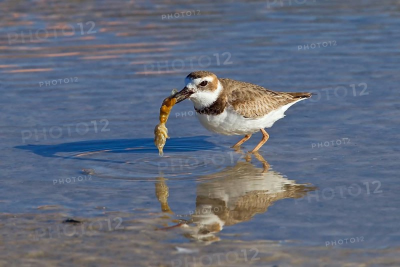 Wilson's plover