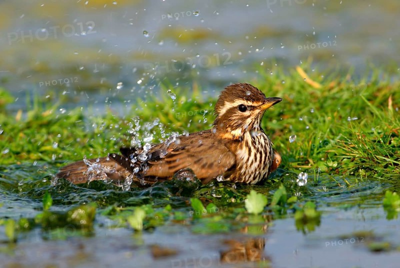 Redwing