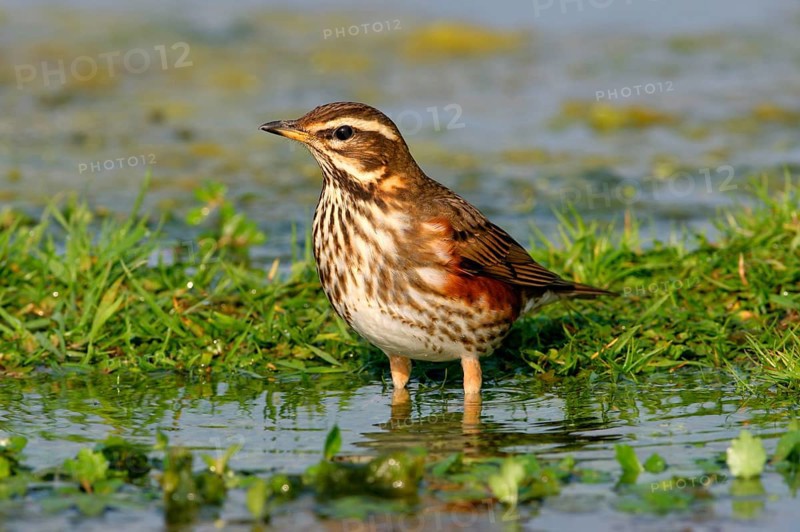 Redwing