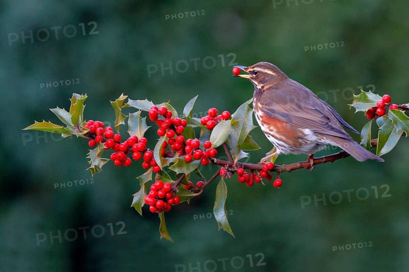 Red-winged
