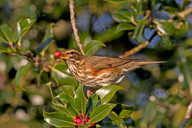 Redwing