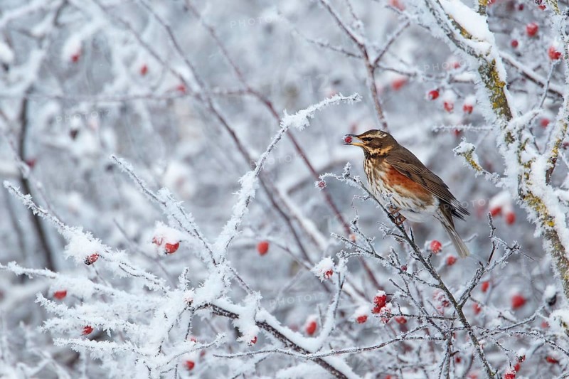 Redwing