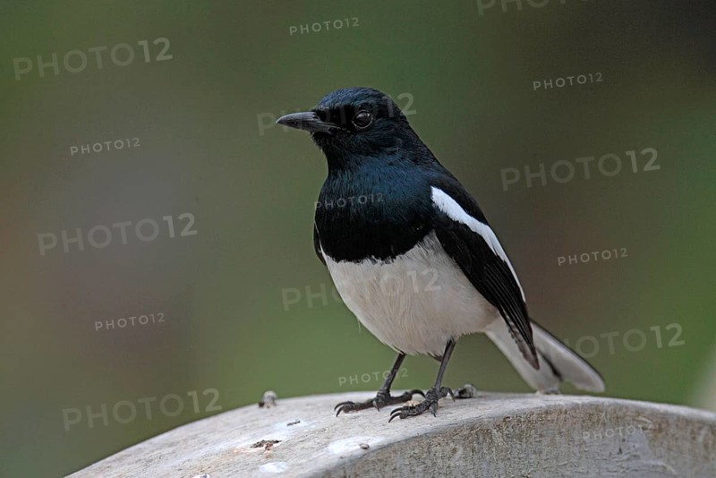 Magpie Thrush