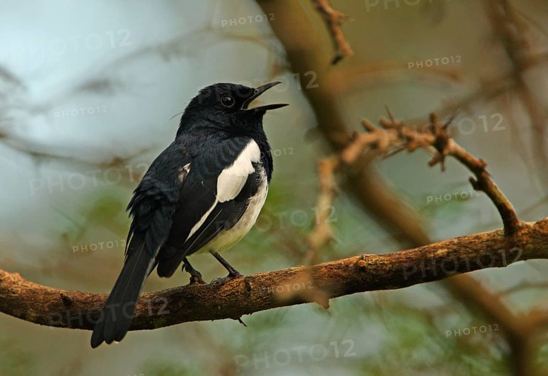 Oriental magpie-robin