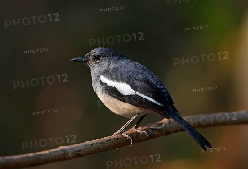 Oriental Magpie Robin
