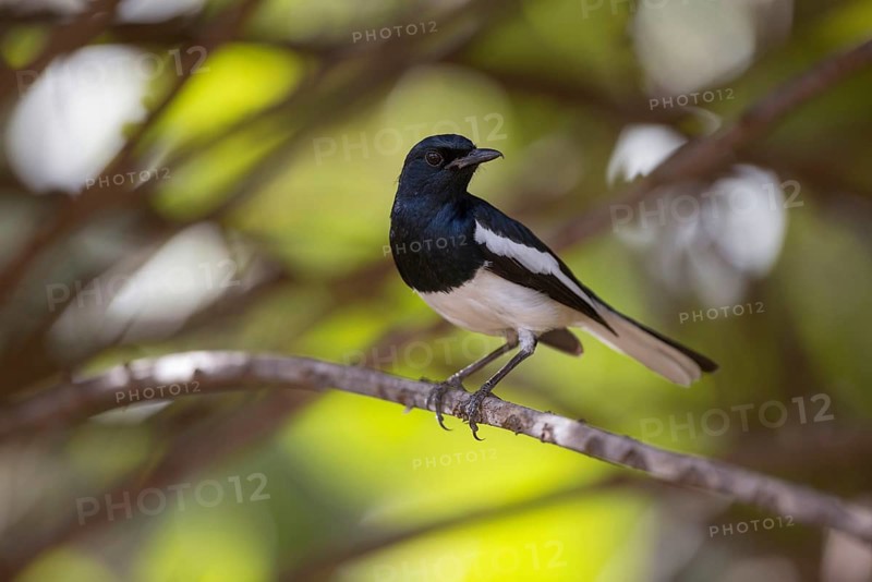 Dajal Thrush