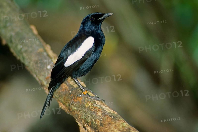 Seychelles Magpie-robin