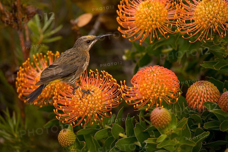 Immature cape sugarbird