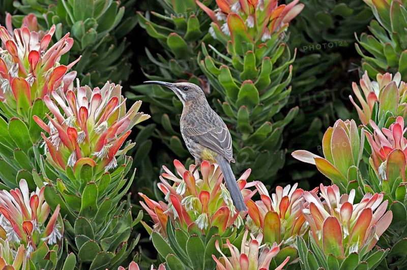 Cape sugarbird
