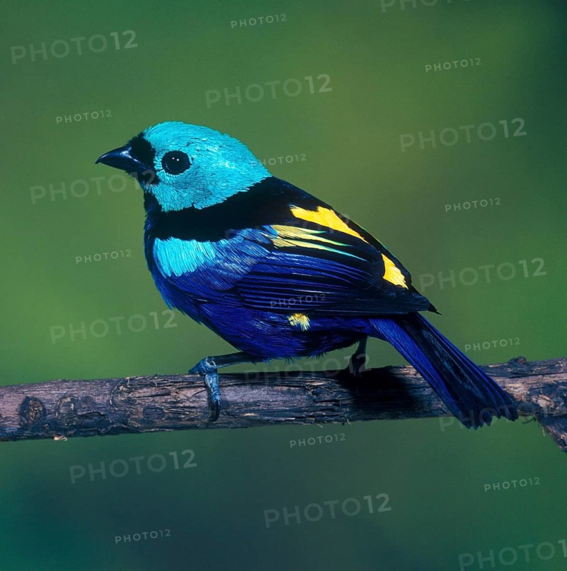 Seven-colored tanager