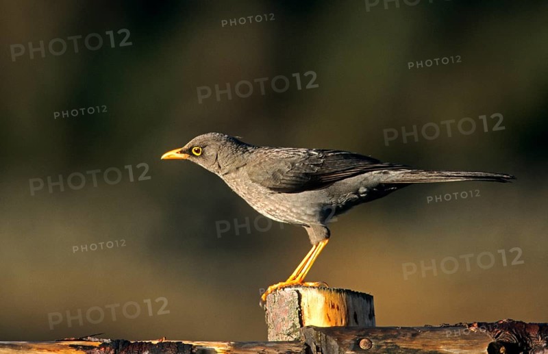 Great thrush