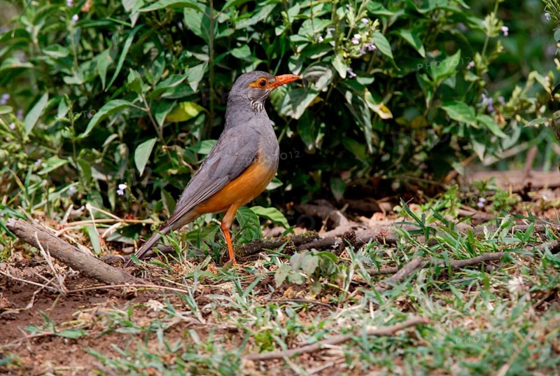 Bare-eyed bare-eyed thrush