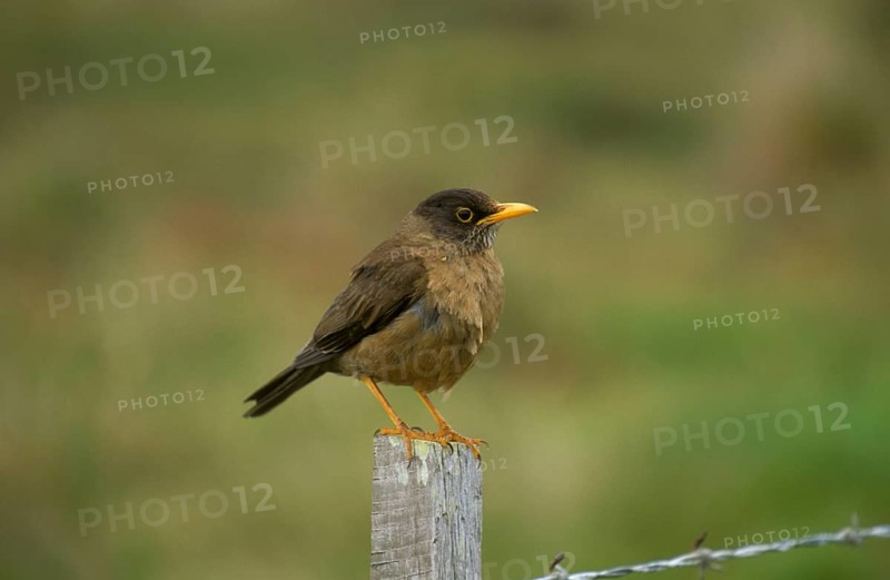 Turdus falklandii
