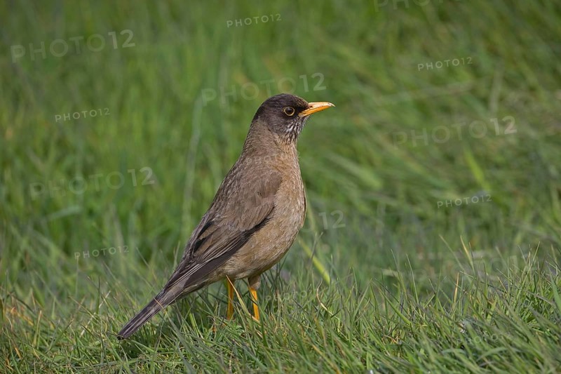 Falkland Thrush