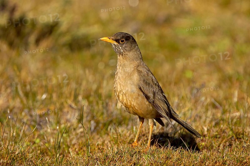 Falkland Thrush