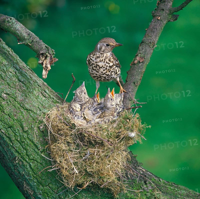 Mistle Thrush