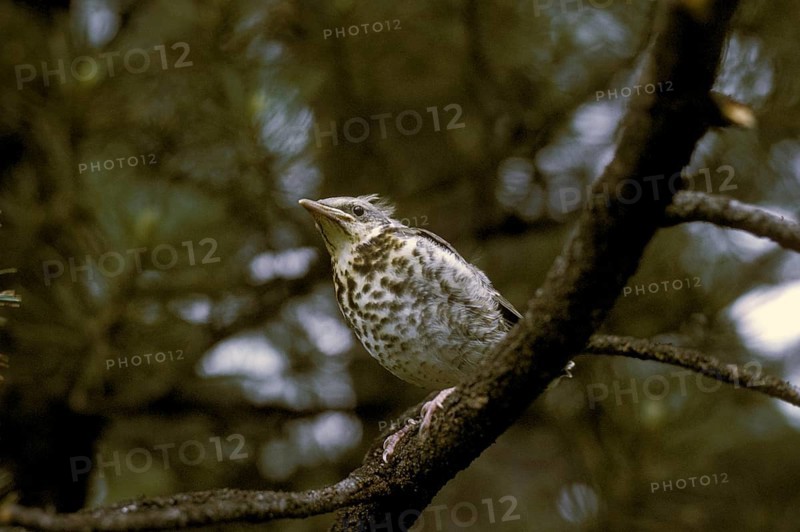 Mistle Thrush
