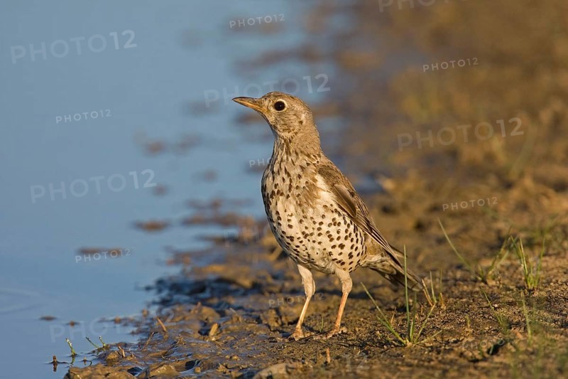 Mistle Thrush