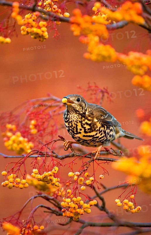 Mistle Thrush