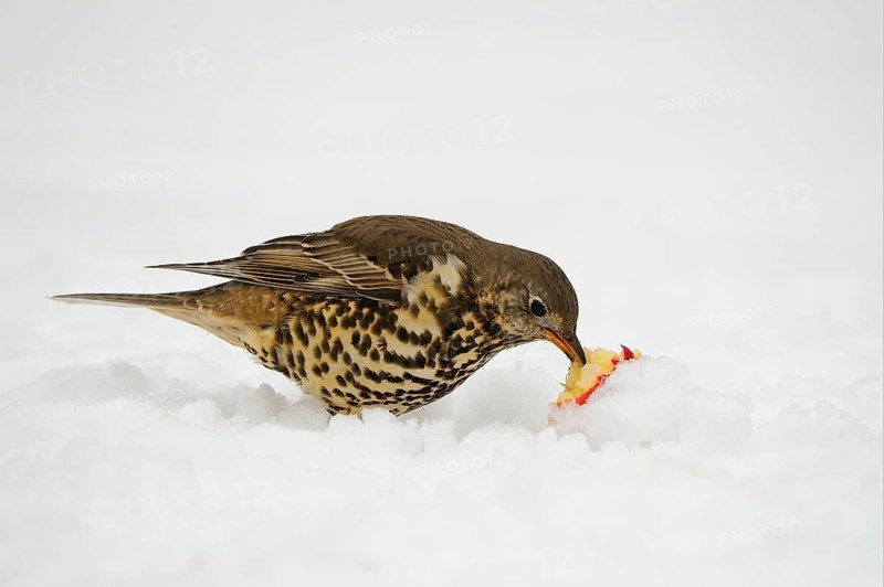 Mistle Thrush