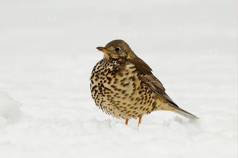 Mistle Thrush