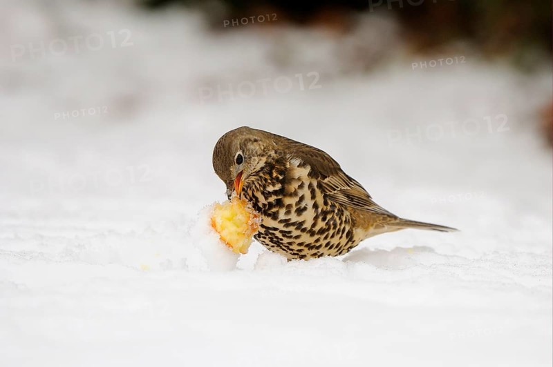 Mistle Thrush